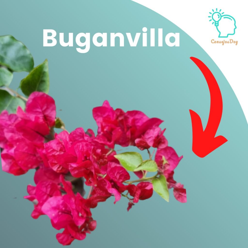 Cuidados de la buganvilla | ConsejosDoy