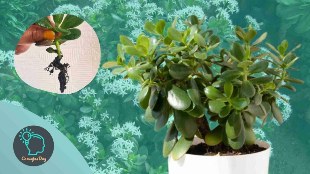¿Cómo cuidar una planta de jade?