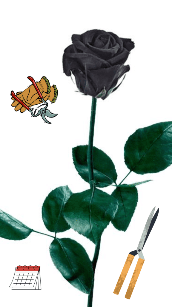 Cultivo de la rosa negra