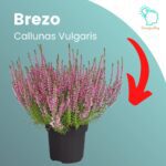 Cuidados de brezo (Calluna vulgaris)