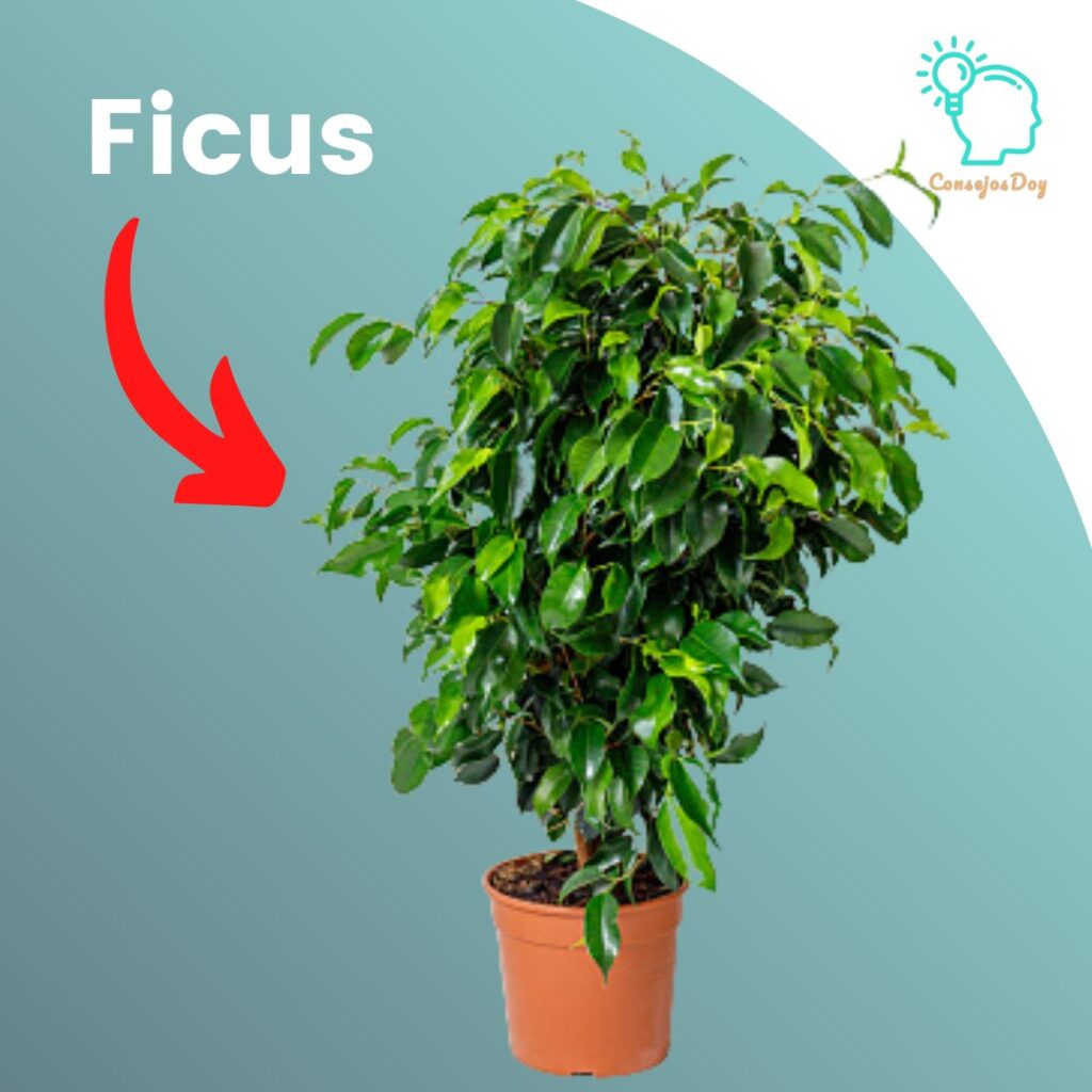 Cuidados del ficus