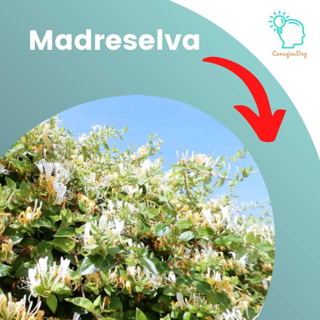 Poda y guía de madreselva
