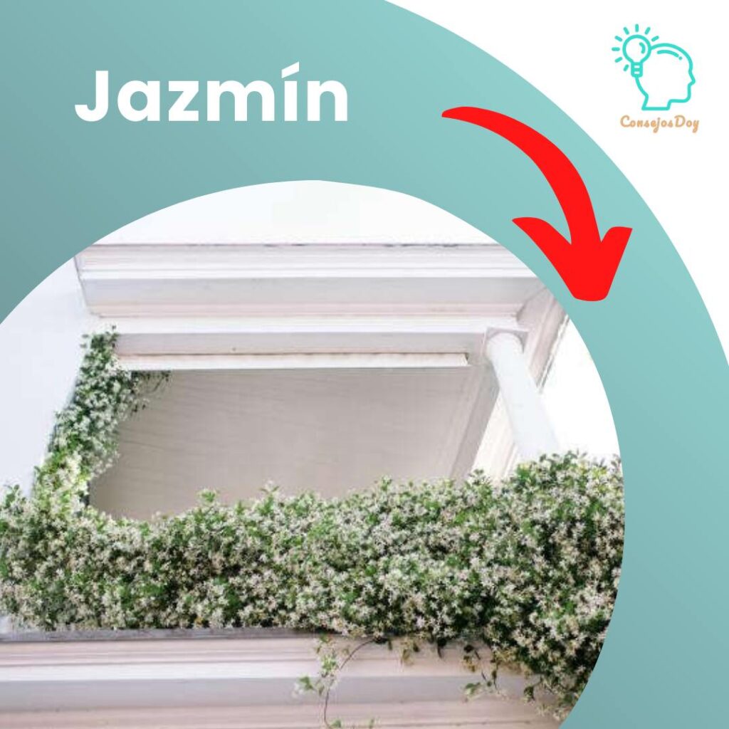 Jazmín trepador