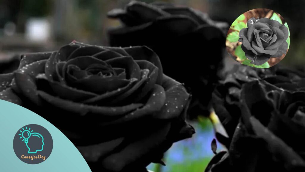 Rosas negras