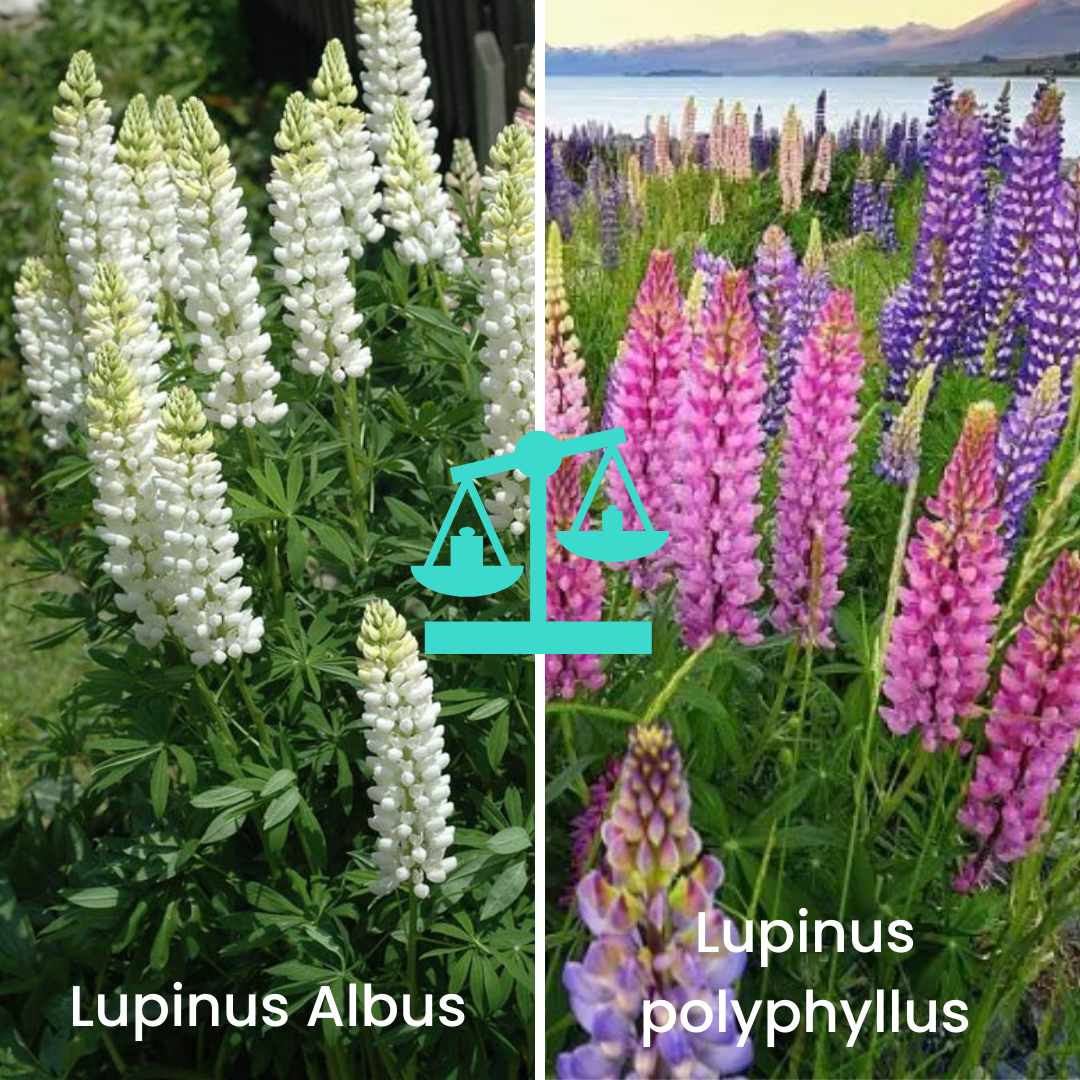 Diferencias entre el lupinus albus y Lupinus polyphyllus